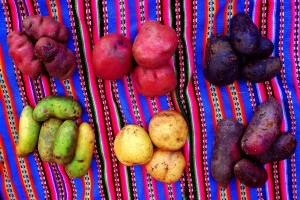 Kartoffelarten in Peru