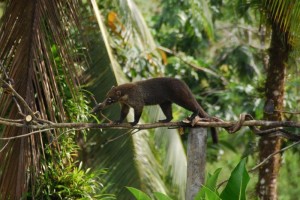 Tierwelt in Costa Rica