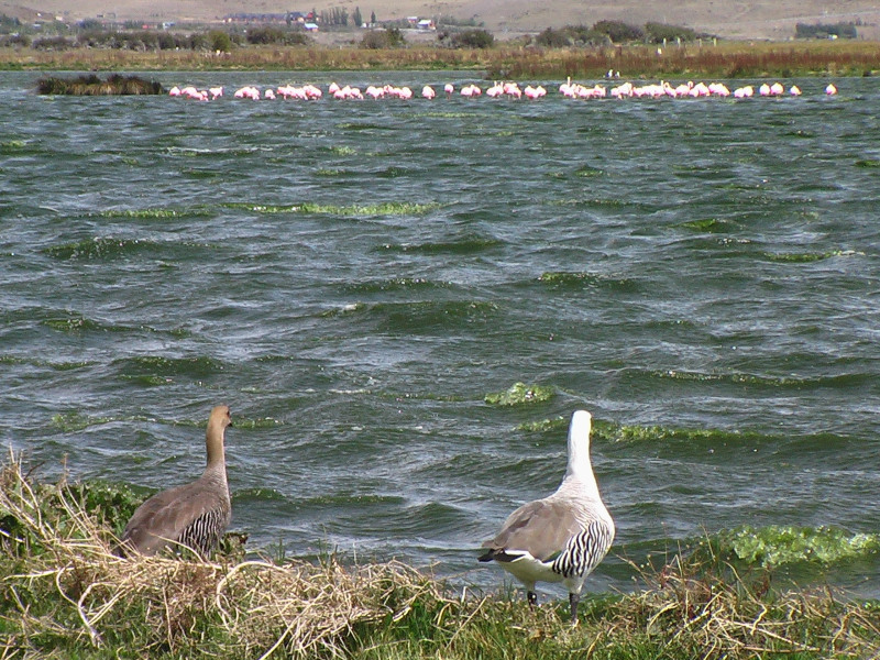 Flora und Fauna, El Calafate, Argentinien