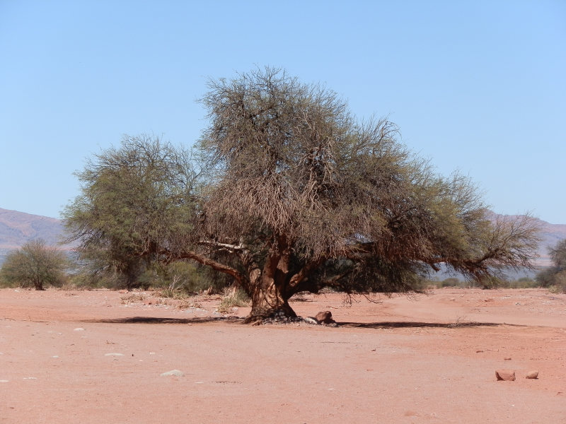 Flora und Fauna, San Juan, Argentinien