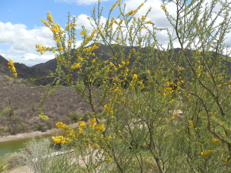 Flora und Fauna, San Juan, Argentinien