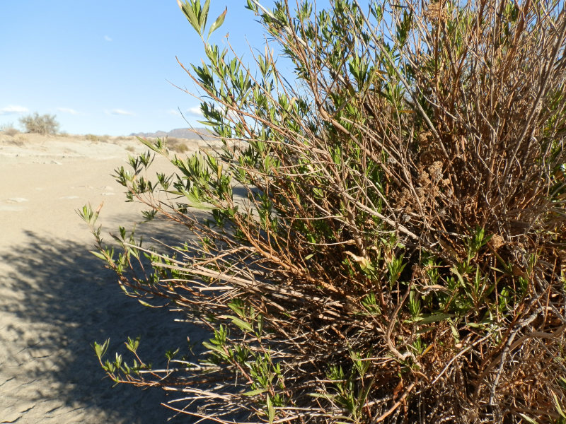 Flora und Fauna, San Juan, Argentinien