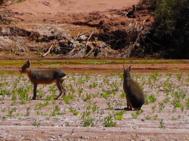 Flora und Fauna, San Juan, Argentinien