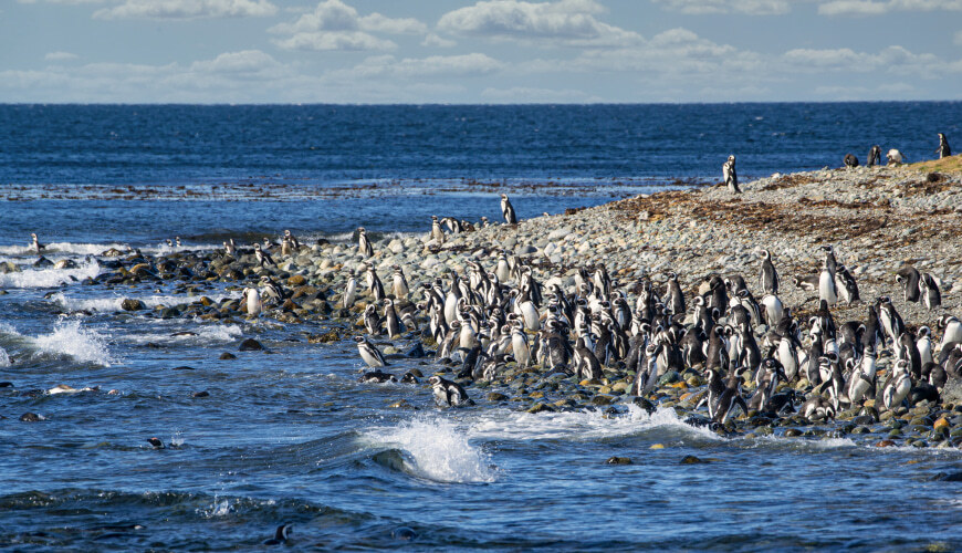 Exkursion zur Pinguinkolonie Isla Magdalena