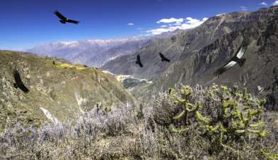 Exkursion Colca-Schlucht