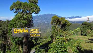 Besuch einer Kaffee-Finca in Boquete