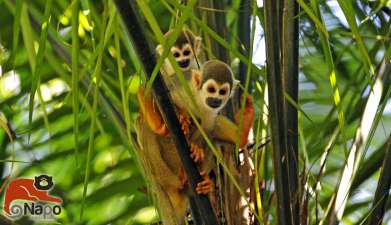 Canopy Tower und Dschungelwanderung