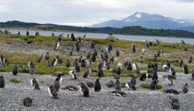 Tour Pinguinkolonie Isla Martillo und Estancia Haberton