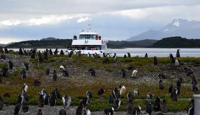 Bootsfahrt zur Pinguinkolonie Isla Martillo