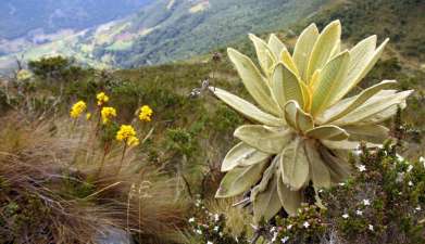 Tagesausflug Wanderung im Nationalpark Iguaque