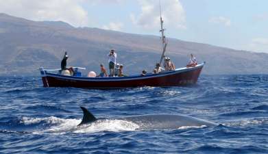 Bootsfahrt zur Walbeobachtung