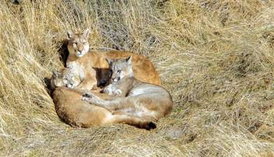 Puma Beobachtung im Paine-Nationalpark