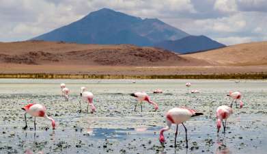 Exkursion von Uyuni in die Siloli-Wüste