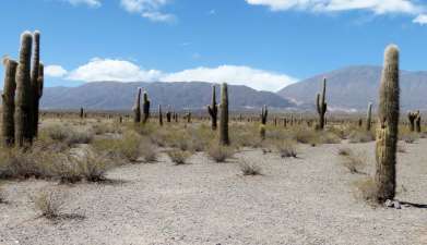 Exkursion Cachi und Nationalpark Los Cardones ab Salta