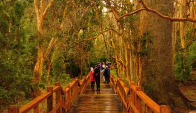 Halbtagesausflug Isla Victoria und Bosque de Arrayanes