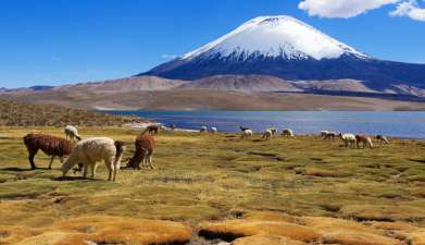 Exkursion Lauca Nationalpark und Parinacota