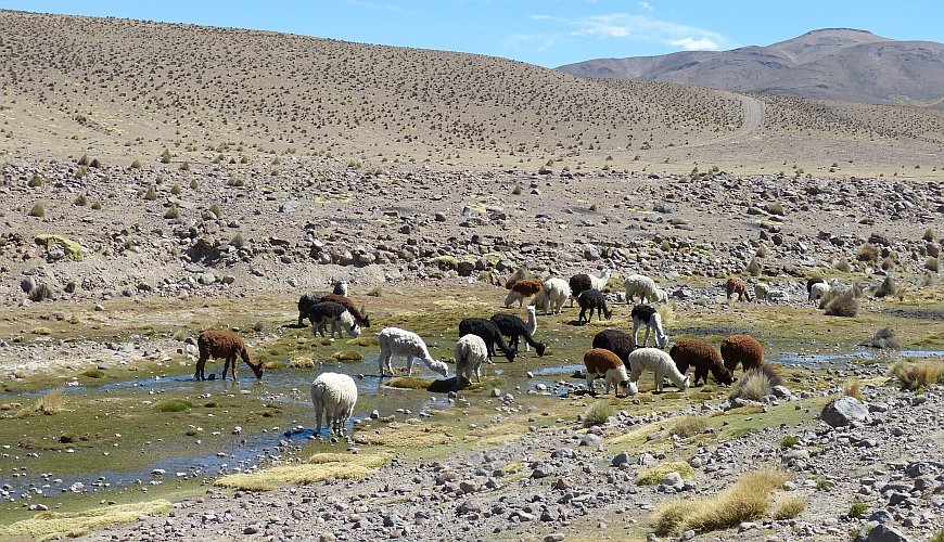Putre ist der Ort für den LaucaNationalpark in Chiles Norden
