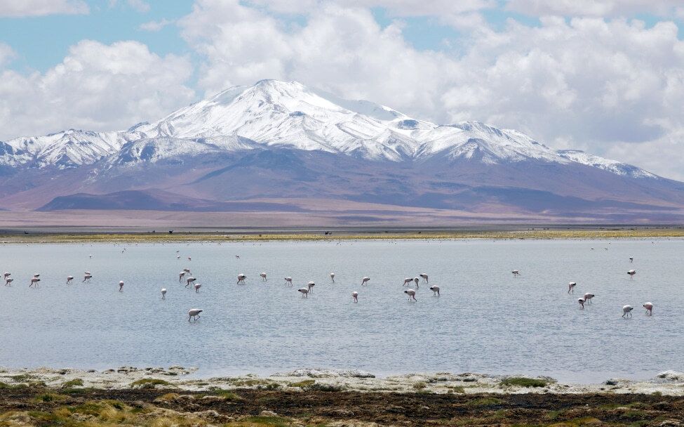 Nationalpark - Reserva nacional Los Flamencos