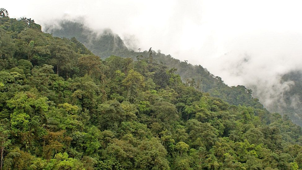 Waldschutzgebiet - Bosque protector Mindo-Nambillo