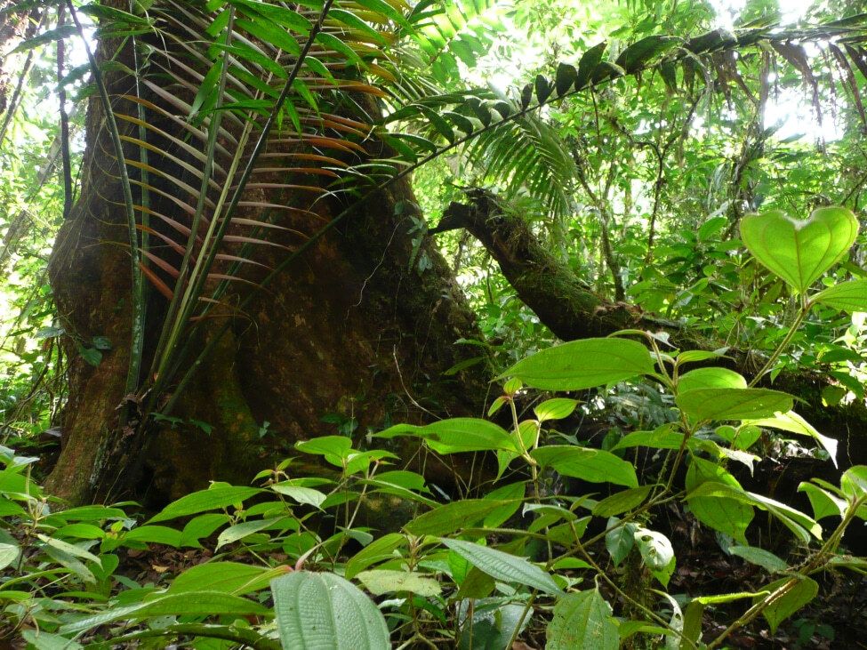 Nationalpark Guanacaste - Parque Nacional Guanacaste