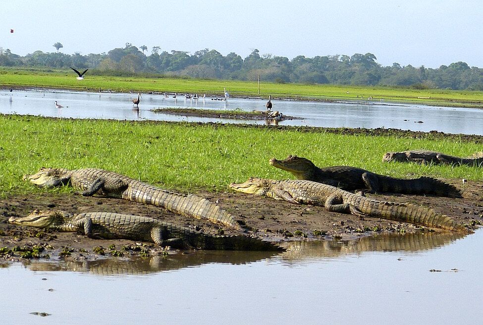 Nationales Schutzgebiet Caño Negro - Refugio Nacional de vida silvestre Caño Negro