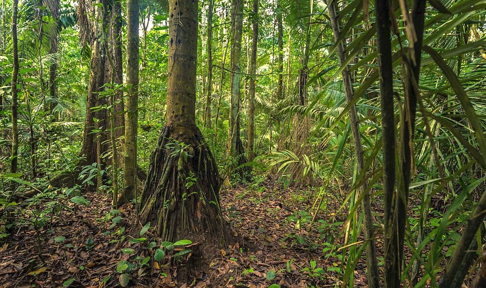 Nationalpark - Parque nacional del Manu