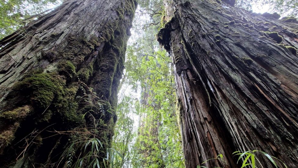 Douglas Tomkins Pumalin-Nationalpark - Parque Nacional Pumalin
