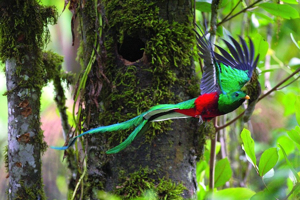 Nationalpark - Parque Nacional Los Quetzales