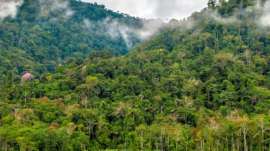 Manú Nationalpark