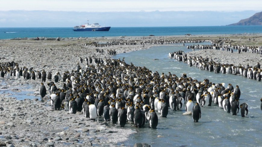 MS Plancius Antarktis Reise: Südgeorgien - Bild 1