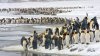 MS Plancius Antarktis Reise: Südgeorgien - Vorschaubild 7