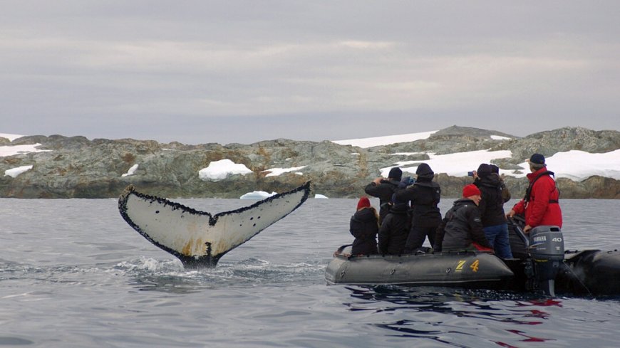 MS Plancius Antarktis Reise: Wale beobachten - Bild 1