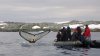 MS Plancius Antarktis Reise: Wale beobachten - Vorschaubild 1