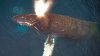 MS Plancius Antarktis Reise: Wale beobachten - Vorschaubild 5
