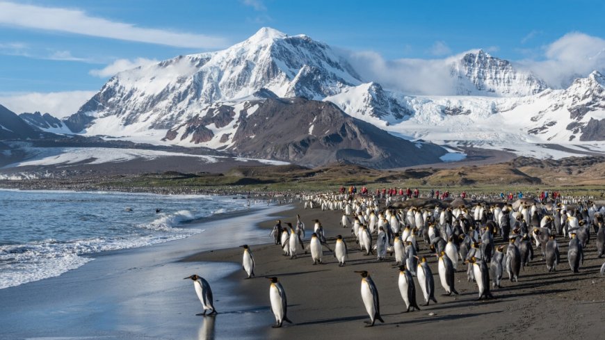 Kreuzfahrt Falkland Inseln, Südgeorgien und Antarktis - Bild 1