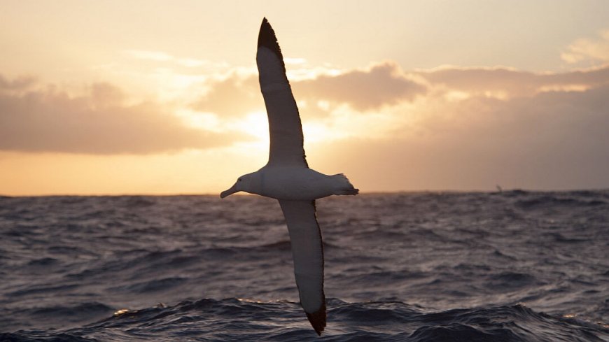 Kreuzfahrt Falkland Inseln, Südgeorgien und Antarktis - Bild 3