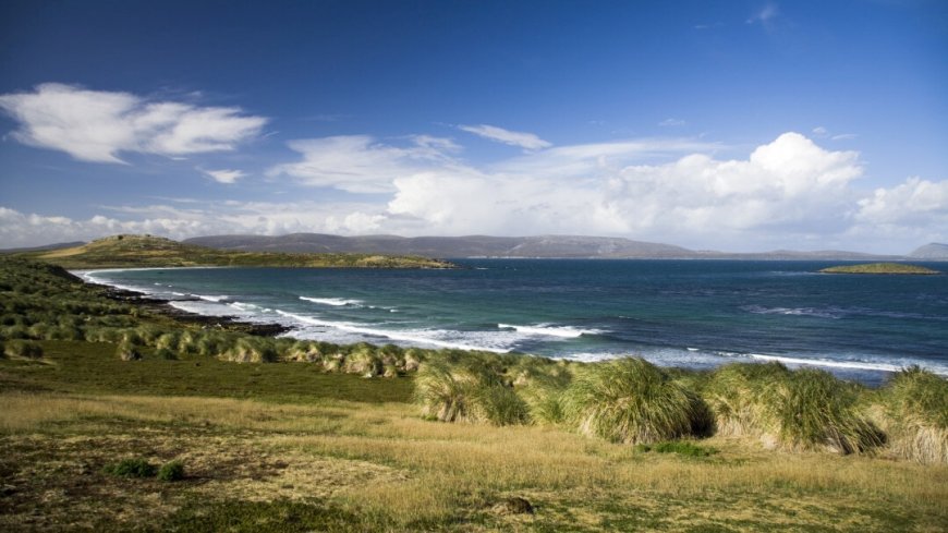 Kreuzfahrt Falkland Inseln, Südgeorgien und Antarktis - Bild 4