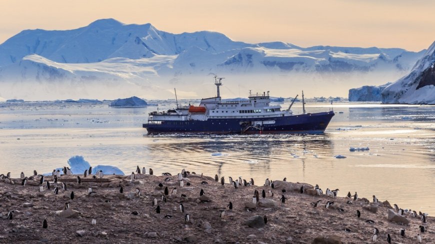 Kreuzfahrt Falkland Inseln, Südgeorgien und Antarktis - Bild 16