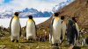 Kreuzfahrt Falkland Inseln, Südgeorgien und Antarktis - Vorschaubild 9