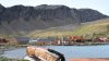 Kreuzfahrt Falkland Inseln, Südgeorgien und Antarktis - Vorschaubild 10