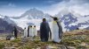 Kreuzfahrt Falkland Inseln, Südgeorgien und Antarktis - Vorschaubild 11