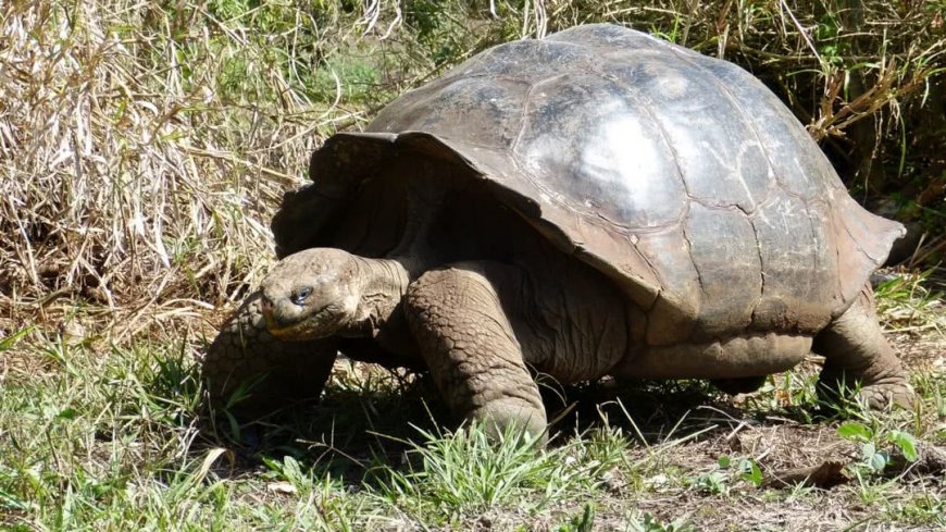 Galápagos Inselhopping - Bild 2