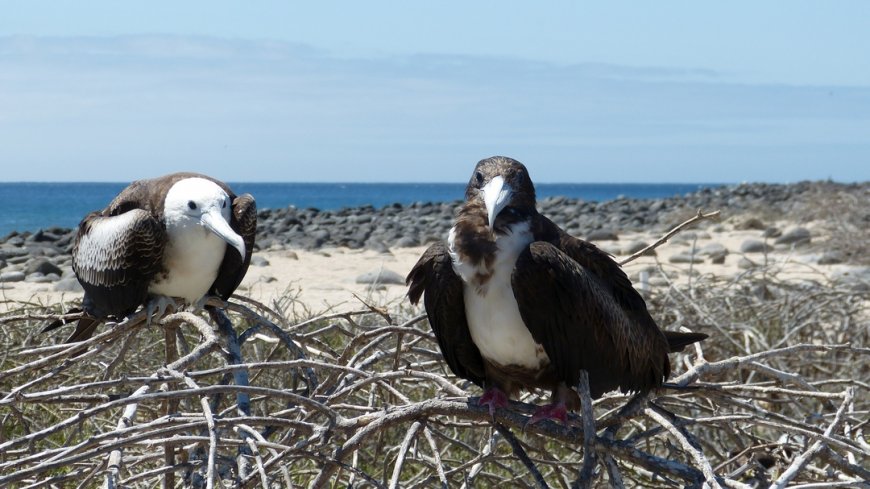 Galápagos Inselhopping - Bild 3