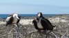 Galápagos Inselhopping - Vorschaubild 3