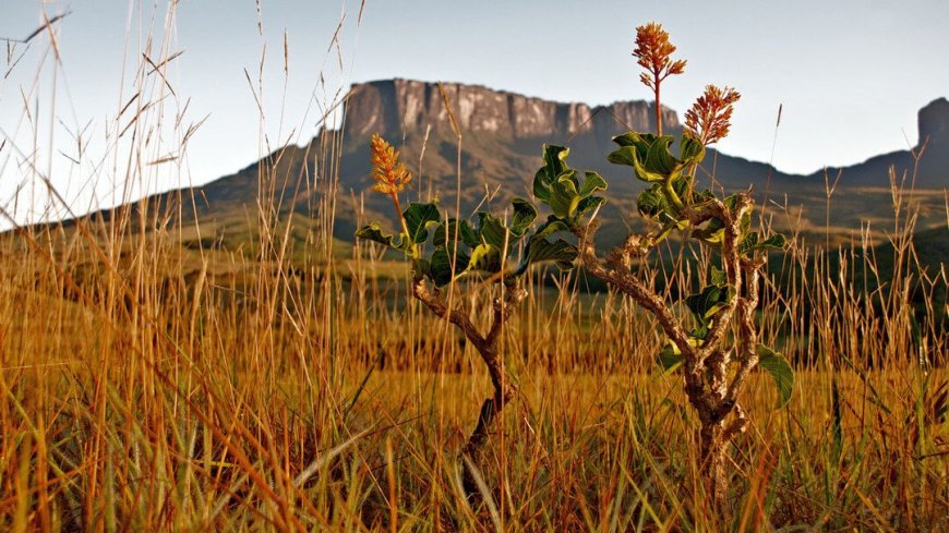 Roraima Trek - Bild 3