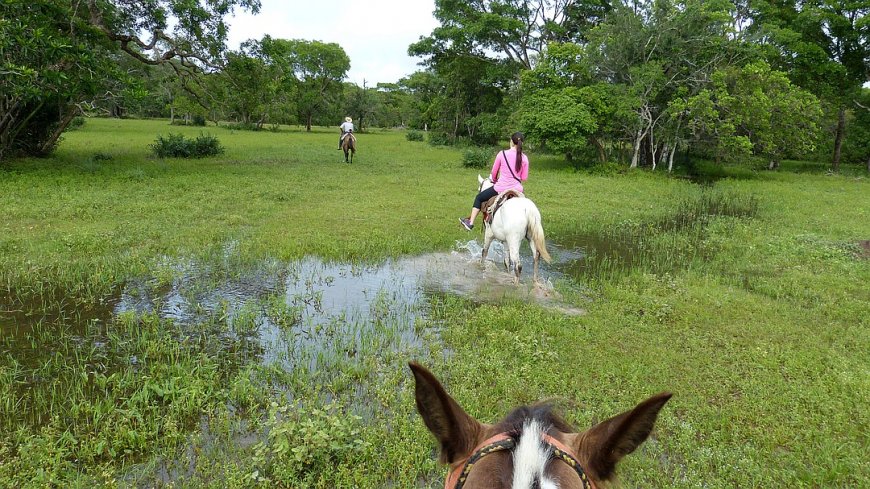 Nordpantanal - Bild 4