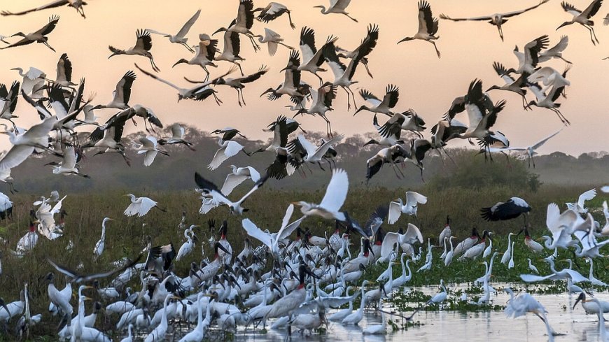 Nordpantanal - Bild 5