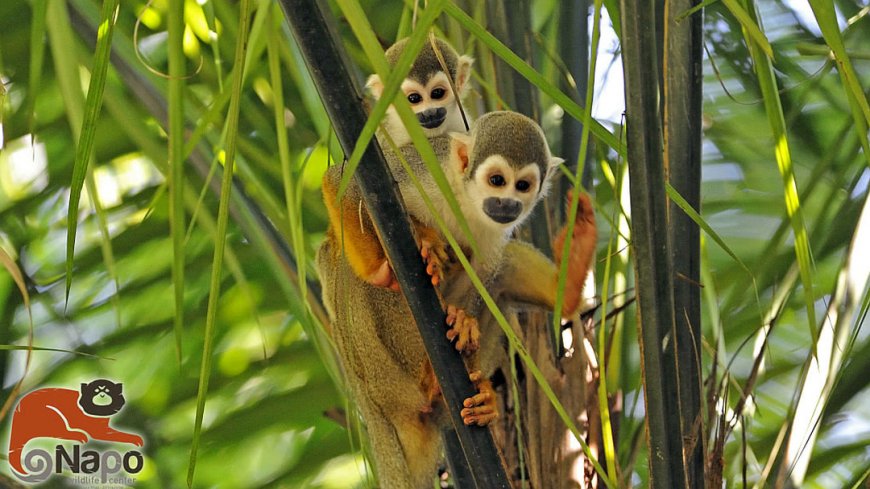 Napo Wildlife Center Ecuador - Bild 1