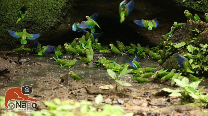 Napo Wildlife Center Ecuador - Bild 3