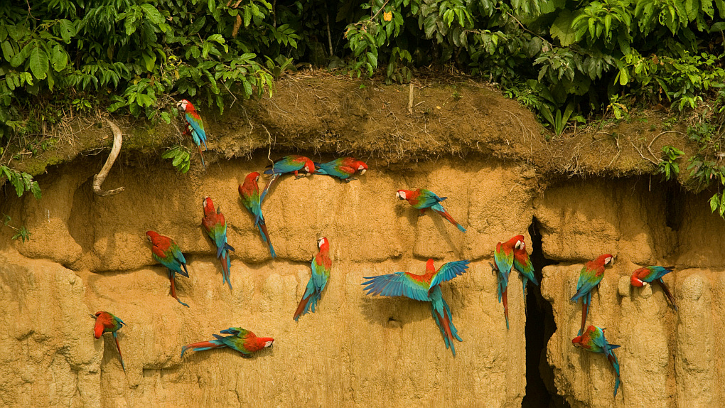 Tag 4 Manu Nationalpark: Papageien Salzlecke und Abreise